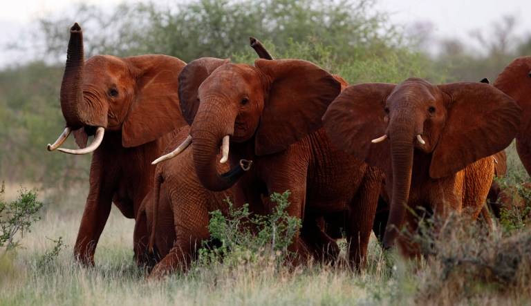 The Trump administration is lifting a federal ban on the importation of body parts from African elephants shot for sport. Killing African elephants in Zimbabwe will enhance their survival, the Interior Department's Fish and Wildlife Service determined. (AP Photo/Karel Prinsloo, File)