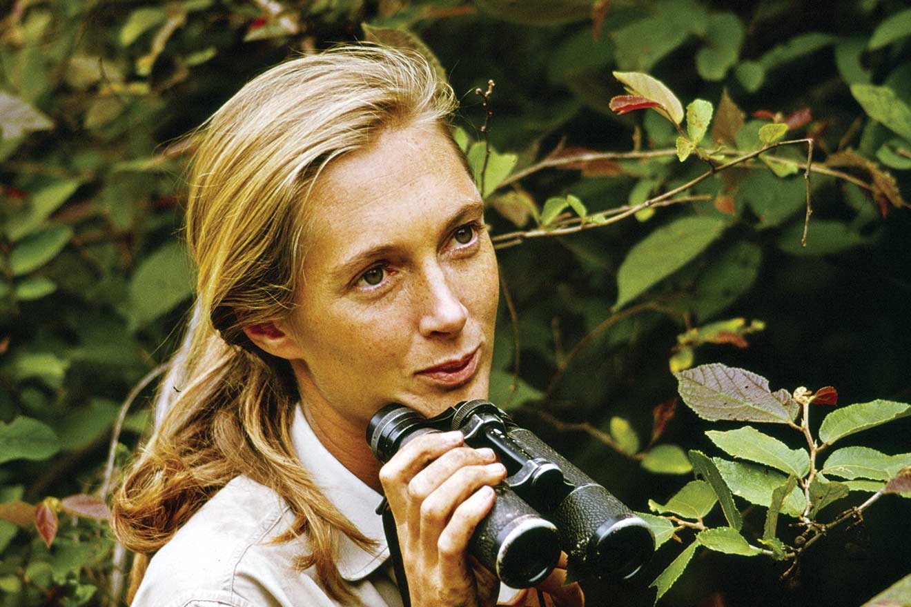 Jane Goodall: Bride of Gombe