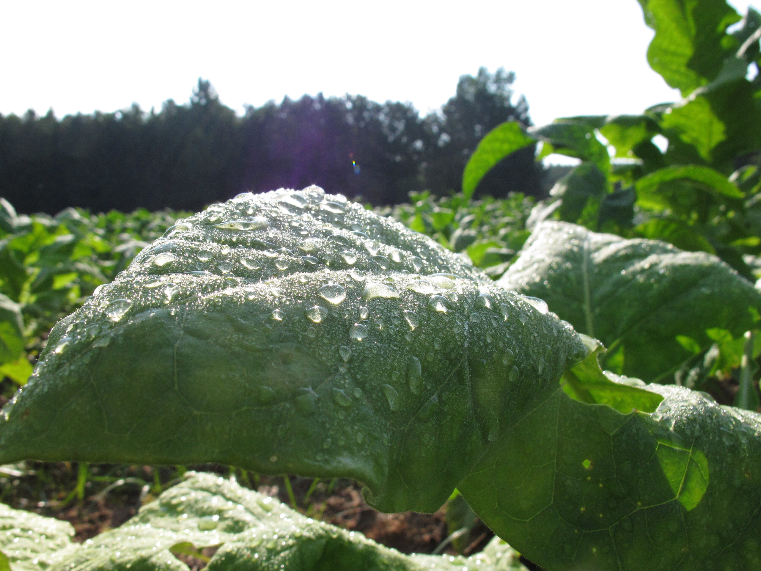 Tobacco pulls Left to defend states’ rights