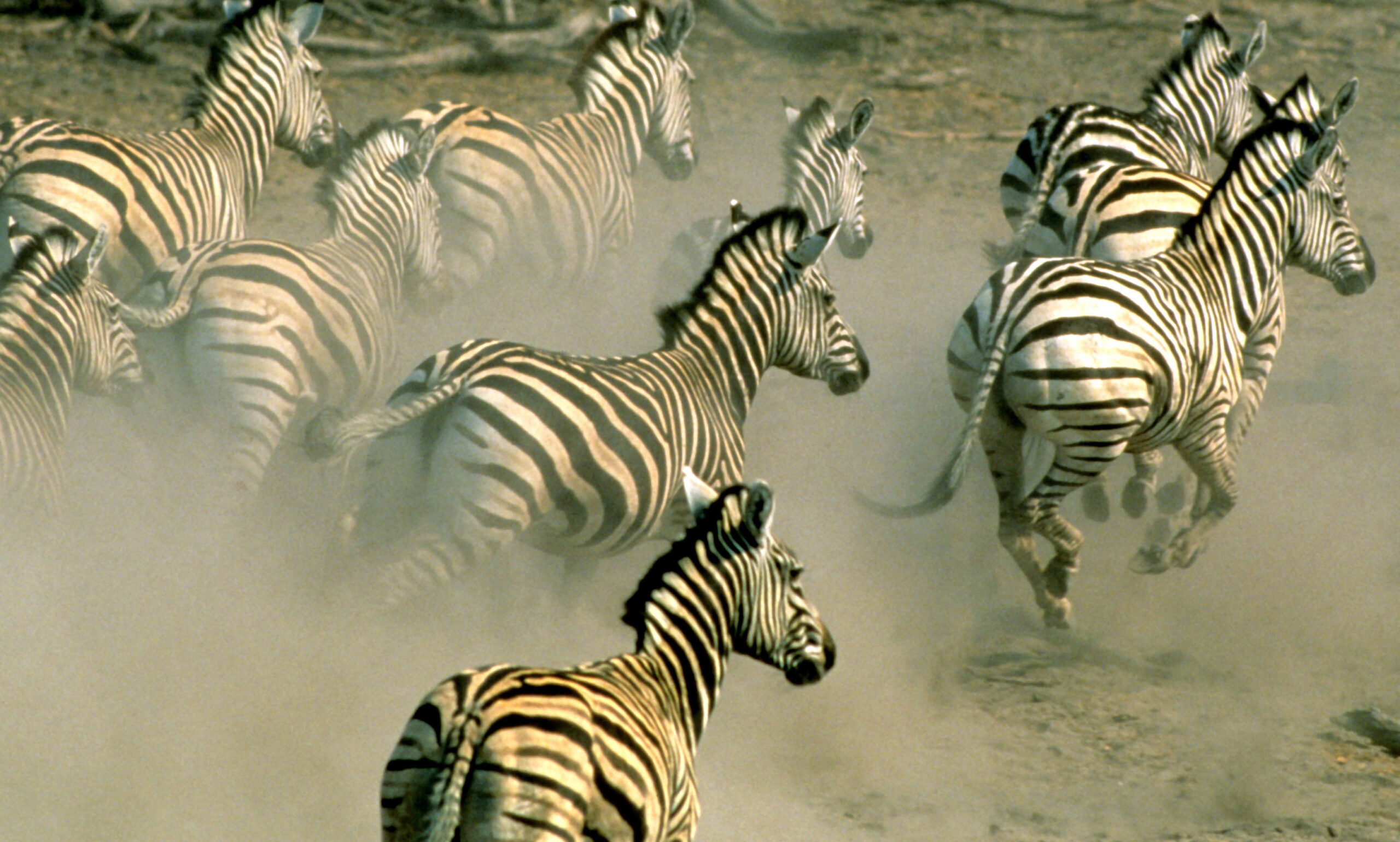 Zebras make longest trek in Africa, research says