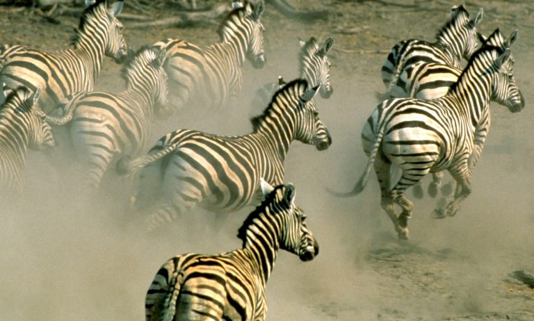 In this undated handout photo supplied by the World Wildlife Fund (WWF), zebra run on a plain in northern Botswana. Thousands of zebra were monitored during a 500 kilometers (300 miles) roundtrip journey, a newly discovered trek that wildlife experts say reaches farther than any other known land migration in Africa. The newfound migration is a rare bright spot at a time when mass movements of wildlife are disappearing because of fencing, land occupation and other human pressures, a conservation specialist said.  (AP Photo/HO-World Wildlife Fund International - Martin Harvey)   MANDATORY CREDIT