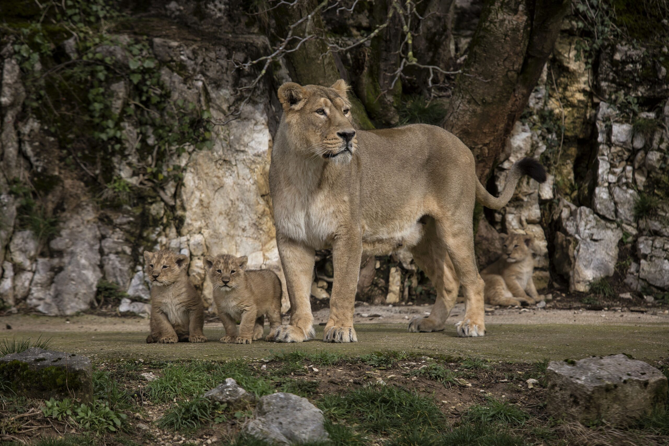 Cautiously, French zoo shows off rare lion cubs