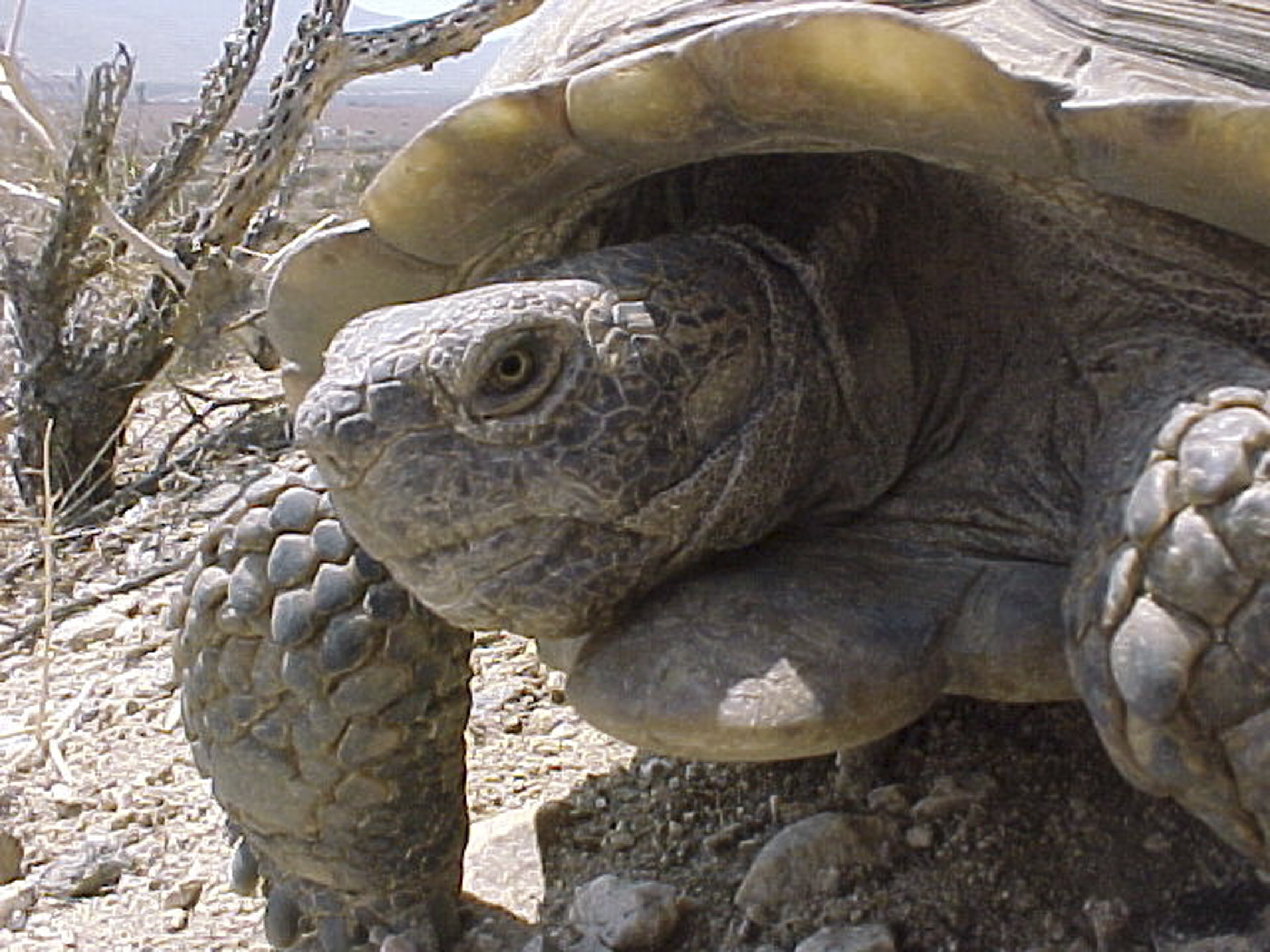 Climate changes to result in bird, reptile shifts