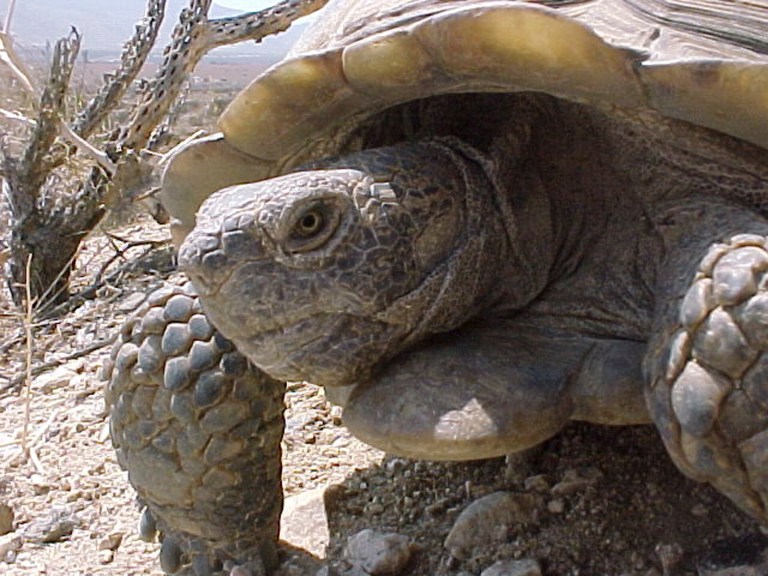 This undated image provided by the U.S. Geological Survey shows a male desert tortoise near Palm Springs, Calif. The U.S. Geological Survey released a report this week that takes a closer look at some of the effects climate change is likely to have on species such as the desert tortoise and the pinyon jay. (AP Photo/U.S. Geological Survey)