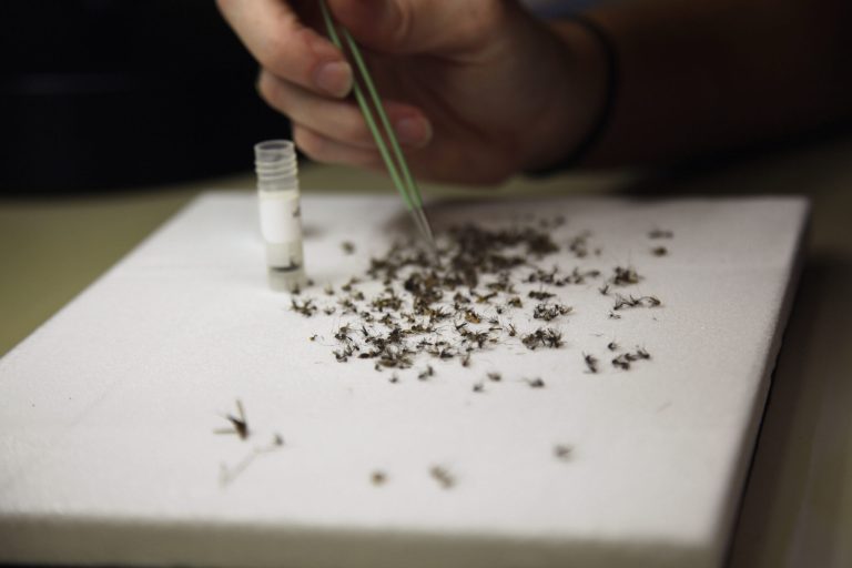 NIH researchers plan to track as many as 10,000 women through their pregnancies. (AP Photo/John Mone)