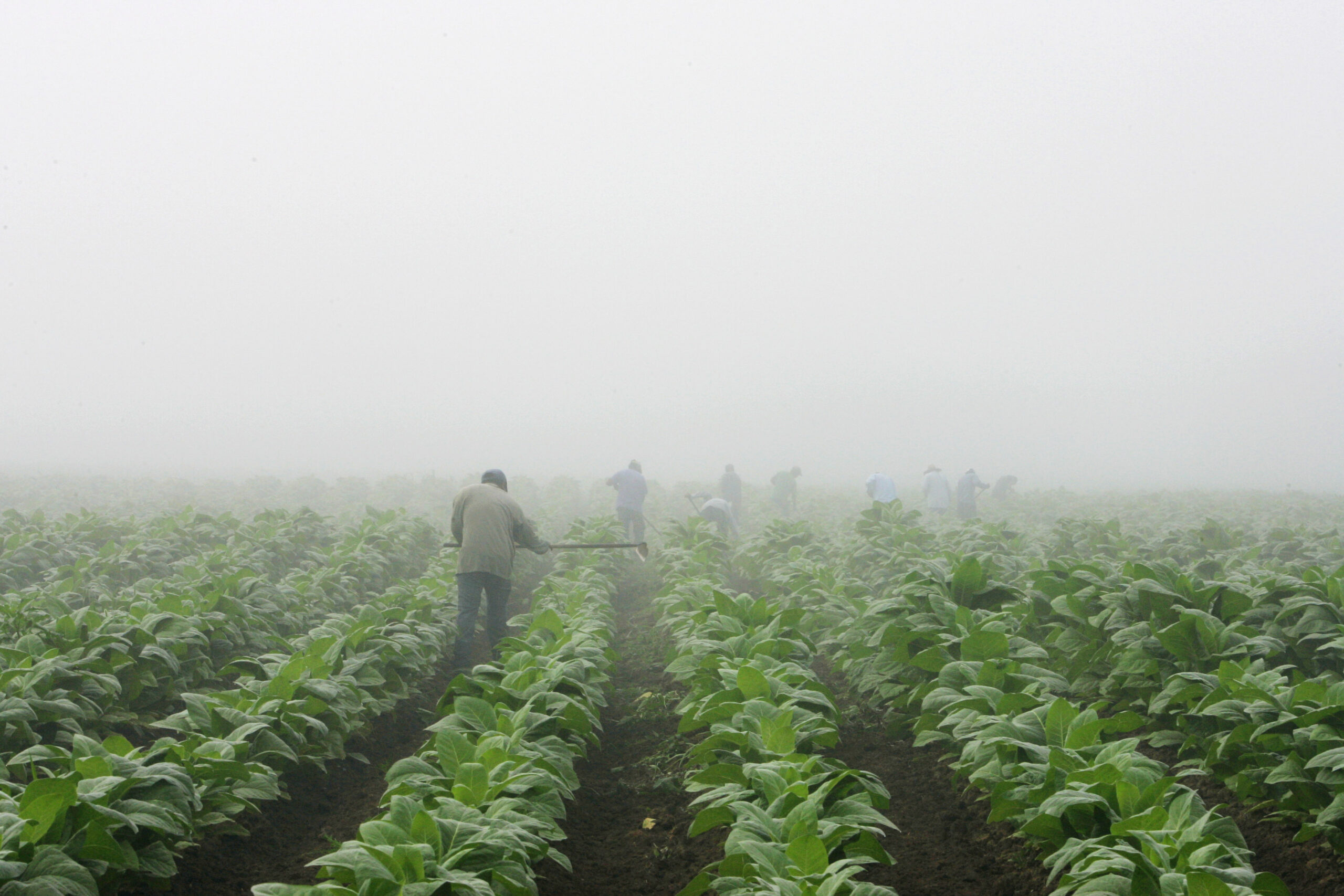 Multiple efforts to ban tobacco farm child labor