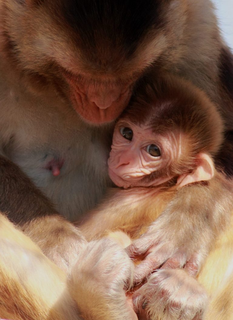 Animal moms customize milk depending on baby’s sex