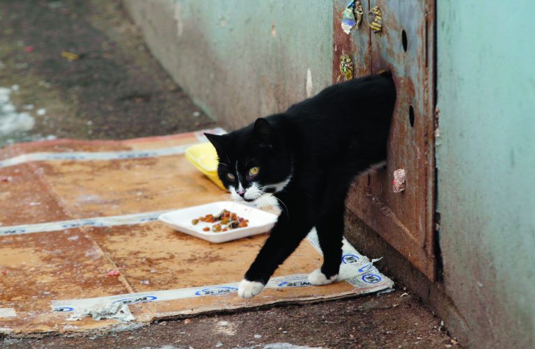 A stray cat leaves a house through a hole in an iron panel covering a basement window in the Belarusian capital Minsk, Monday, Feb. 4, 2013. Municipal authorities in Belarus have walled up stray cats in basements in compliance with Soviet-era regulations, dooming them to death of hunger. But some residents made holes for cats to escape. (AP Photo/Sergei Grits)
