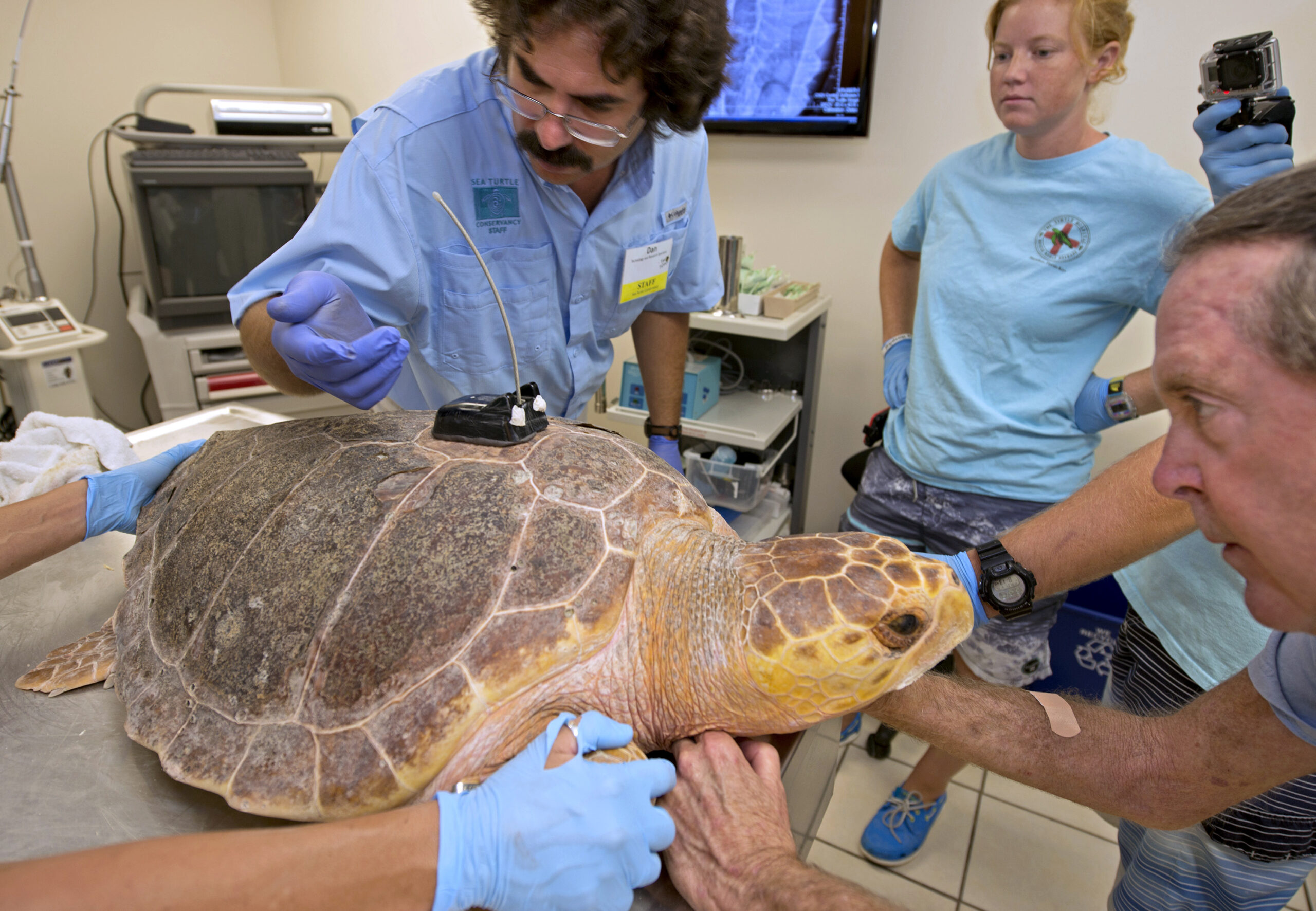 Tour de Turtles tracks migration paths