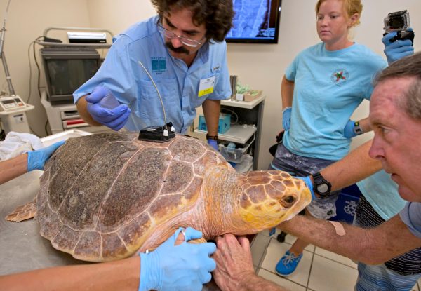 Tour de Turtles tracks migration paths