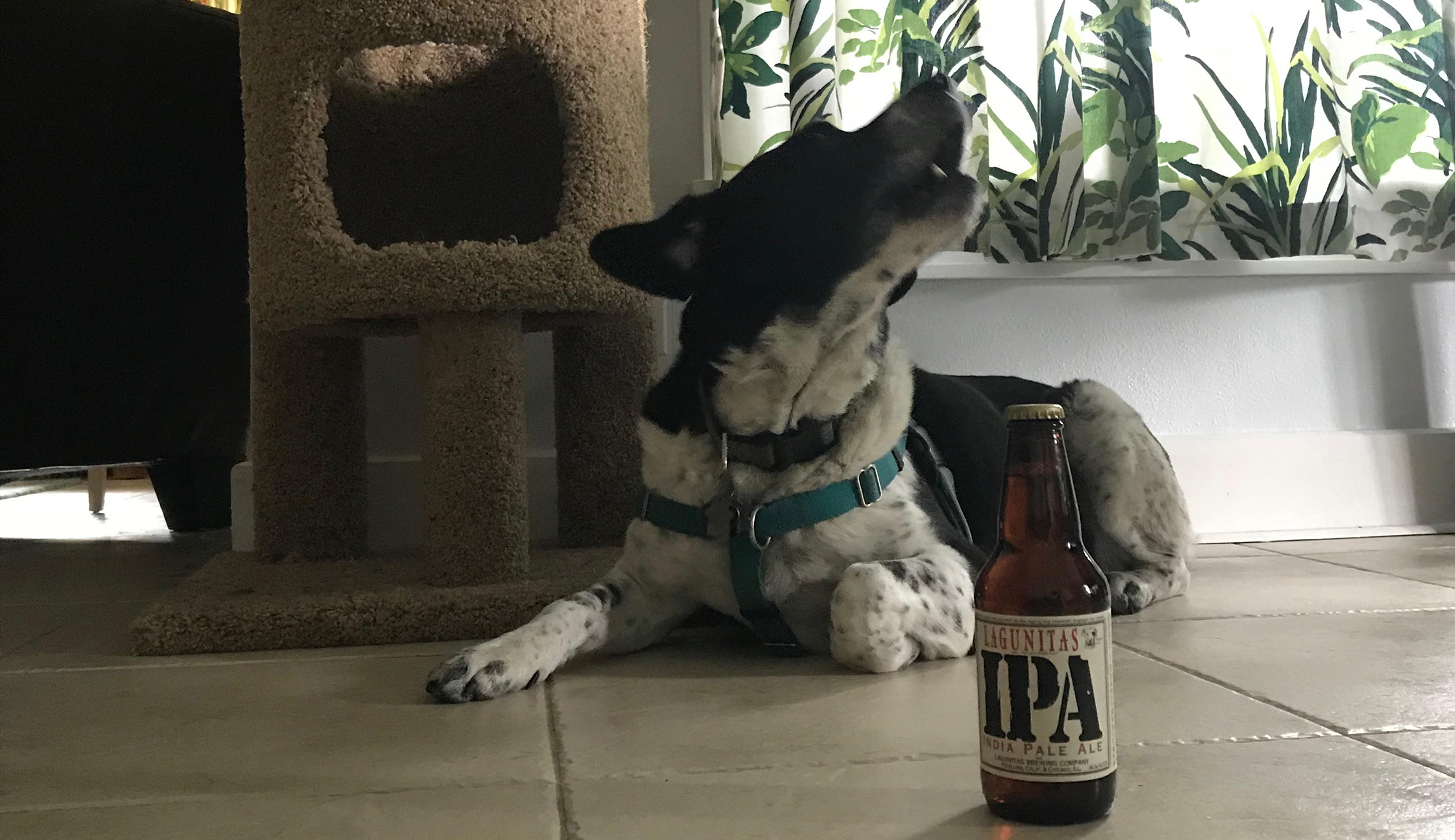 Rejoice, dogs! Man’s best friend may soon be able to join owners when they visit wineries, breweries, and distilleries in Virginia