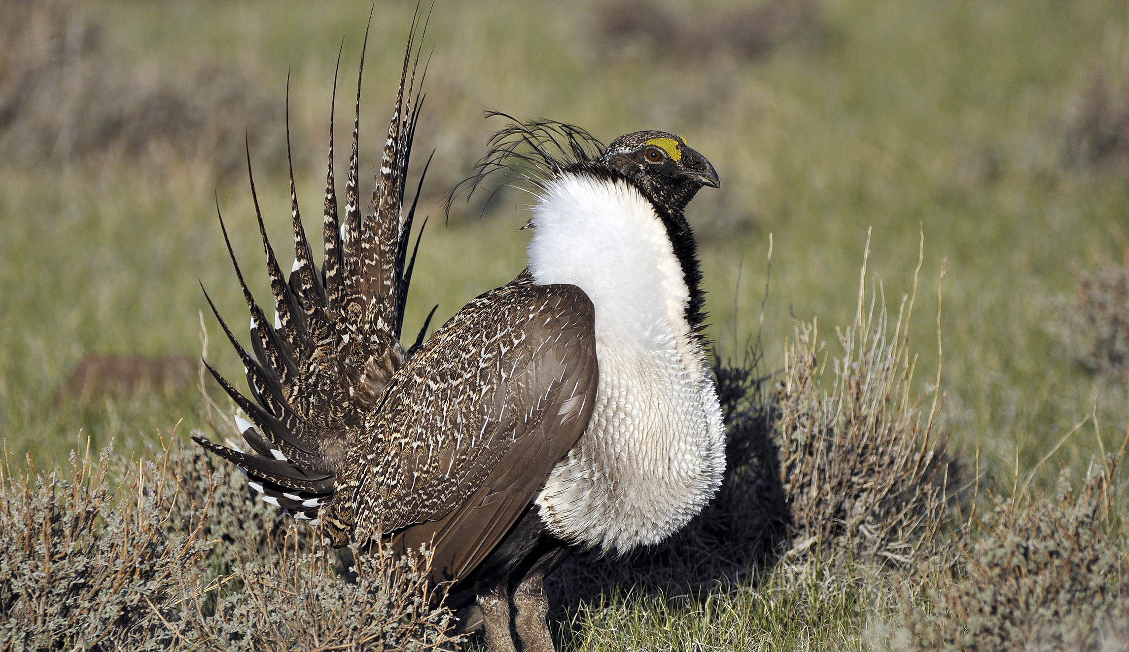 Trump administration files formal notice to overhaul Obama’s sage grouse protections