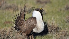 Trump intends to overhaul Obama-era plans to protect sage grouse