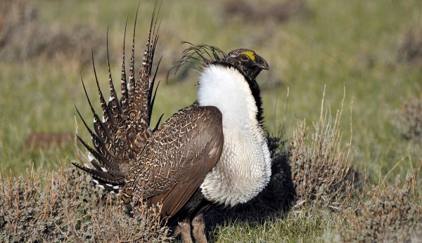 Trump intends to overhaul Obama-era plans to protect sage grouse