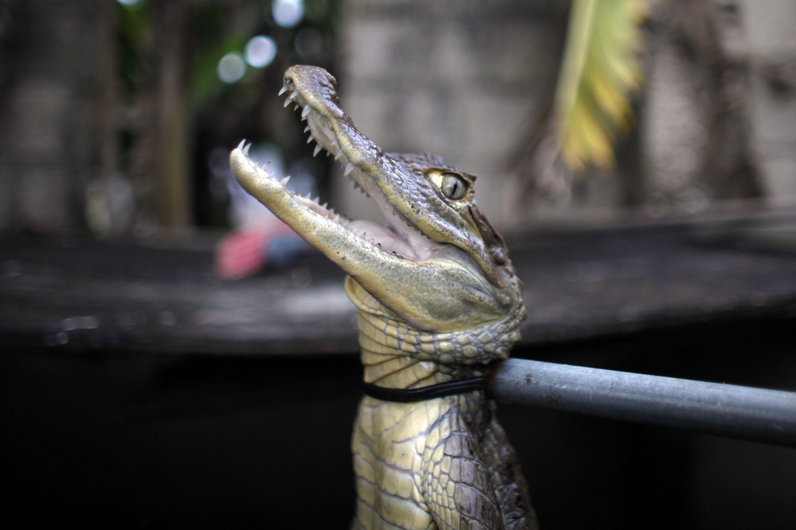 Puerto Ricans fight back against caiman onslaught