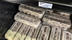 Pennsylvania couple’s ‘Rent-the-Chicken’ business booms as egg prices skyrocket