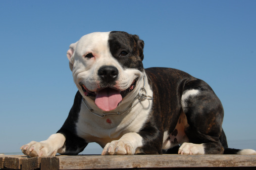 happy pit bull