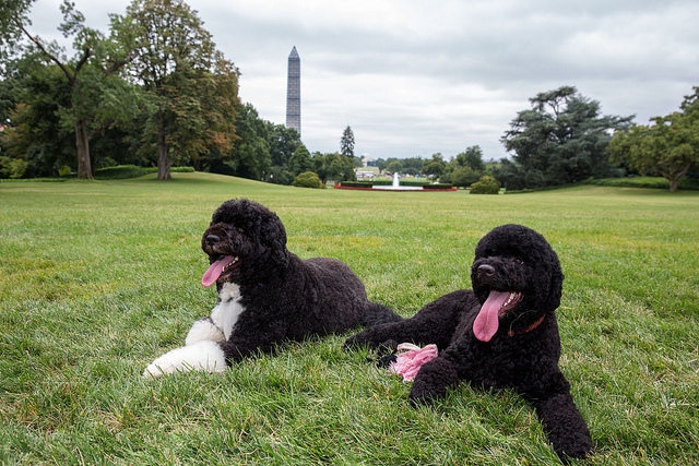 Obama vows to clean up White House; admits mistakes made by new dog