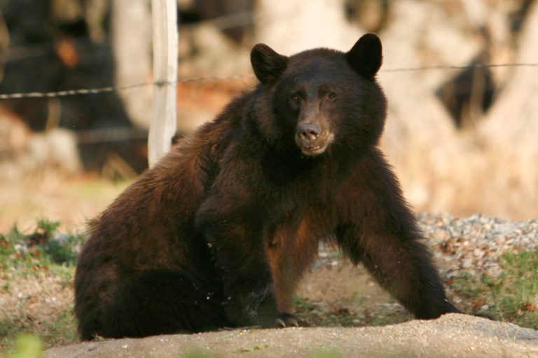 Using the bear analogy, if people were being killed by bears at such a high rate, how would we respond? We, as a society, wouldn'tÂ respond. (AP Photo)