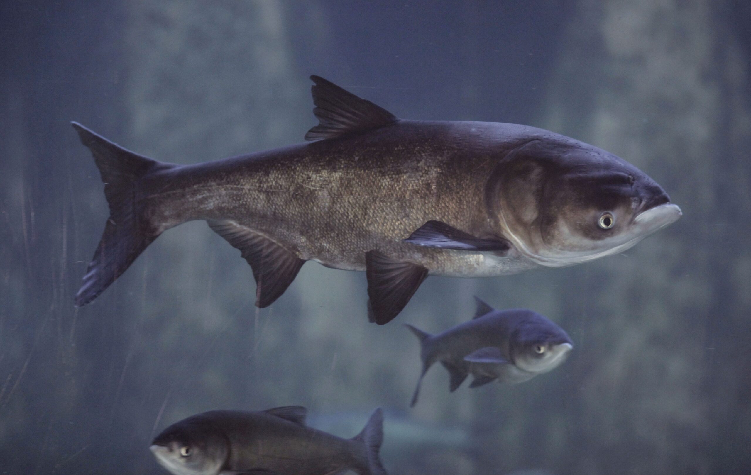 Judge tosses Asian carp suit; states can amend it