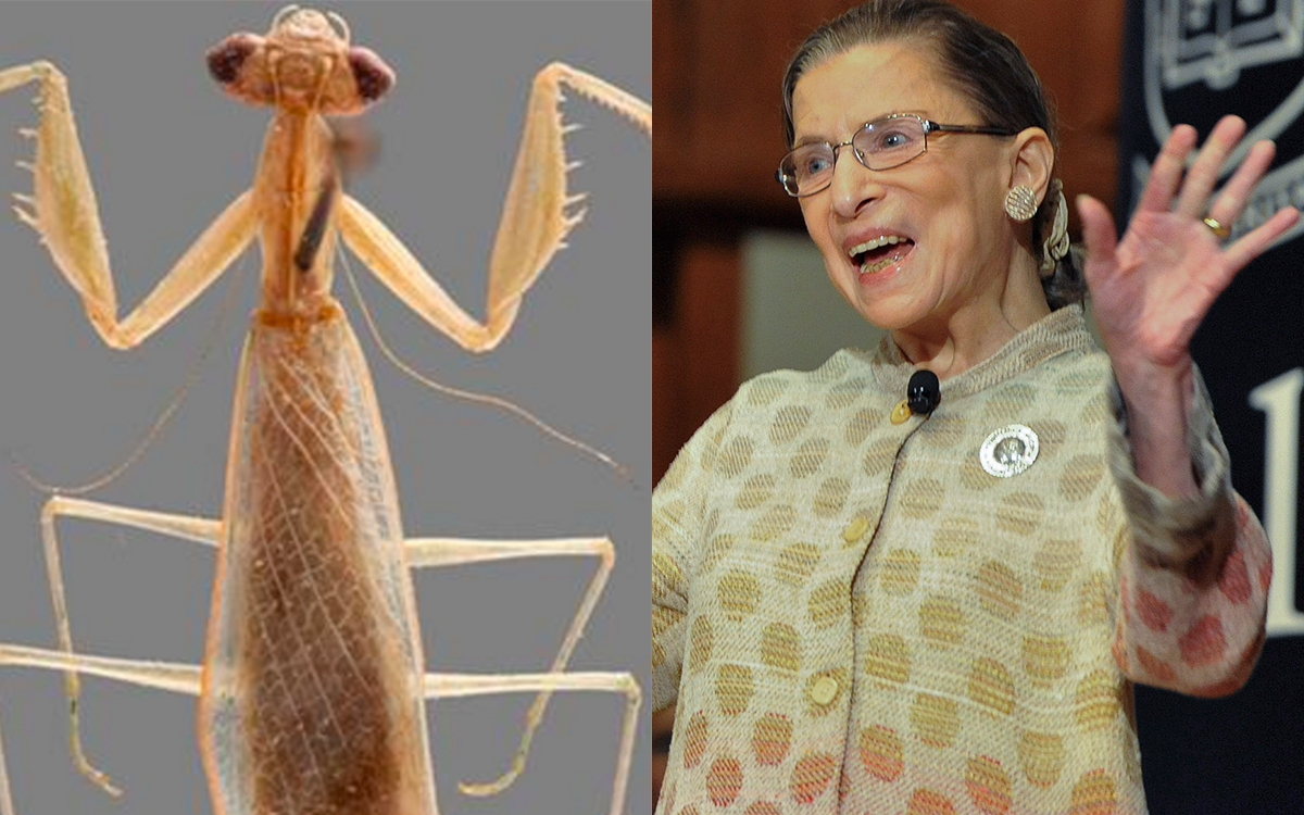 Praying mantis species named after Supreme Court justice