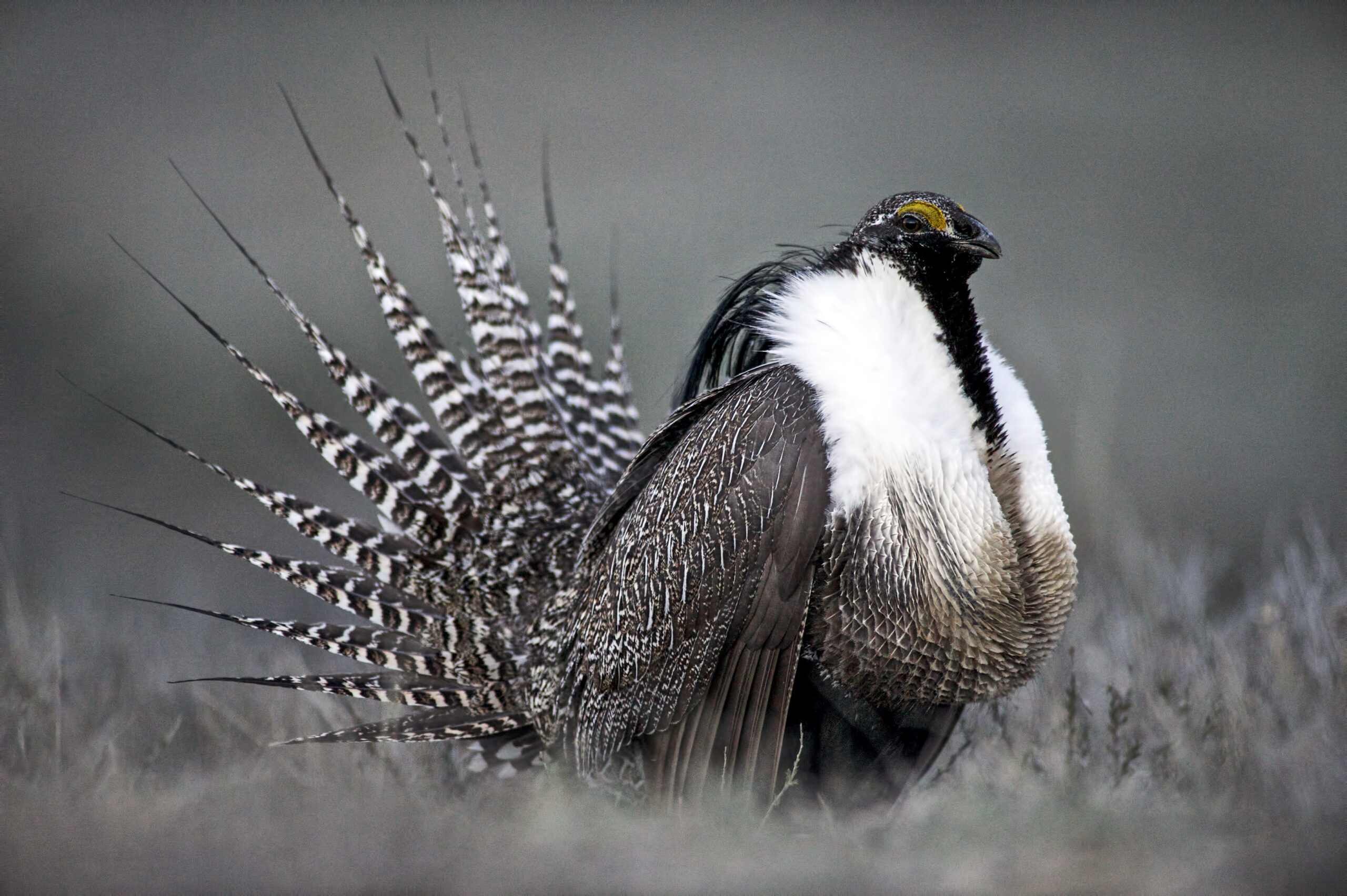 Threatened bird leads feds to block some drilling