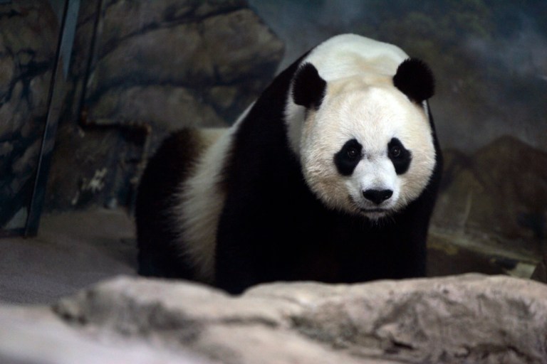 Mei Xiang during one of her pseudo-pregnancies in June 2008. (Andrew Harnik/Examiner)