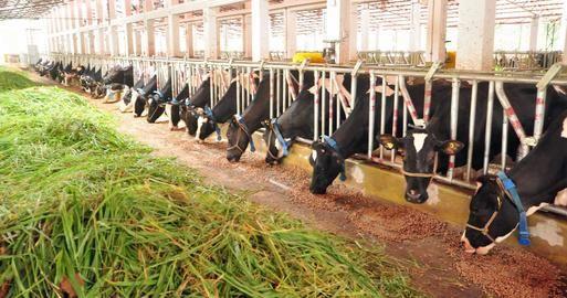 Over half nation’s dairy farms sign up for federal aid program