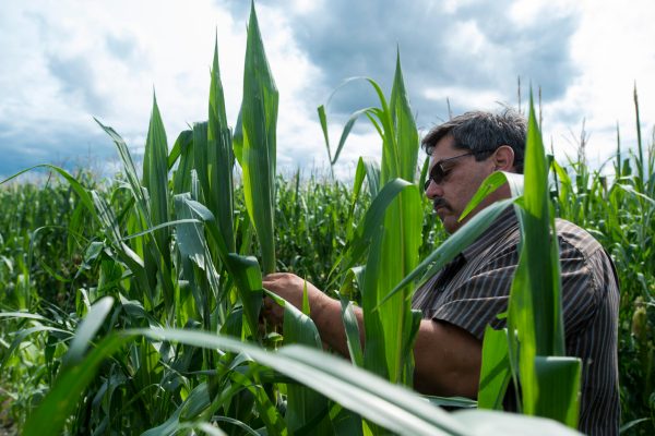 Storms prompt concern about some Michigan crops