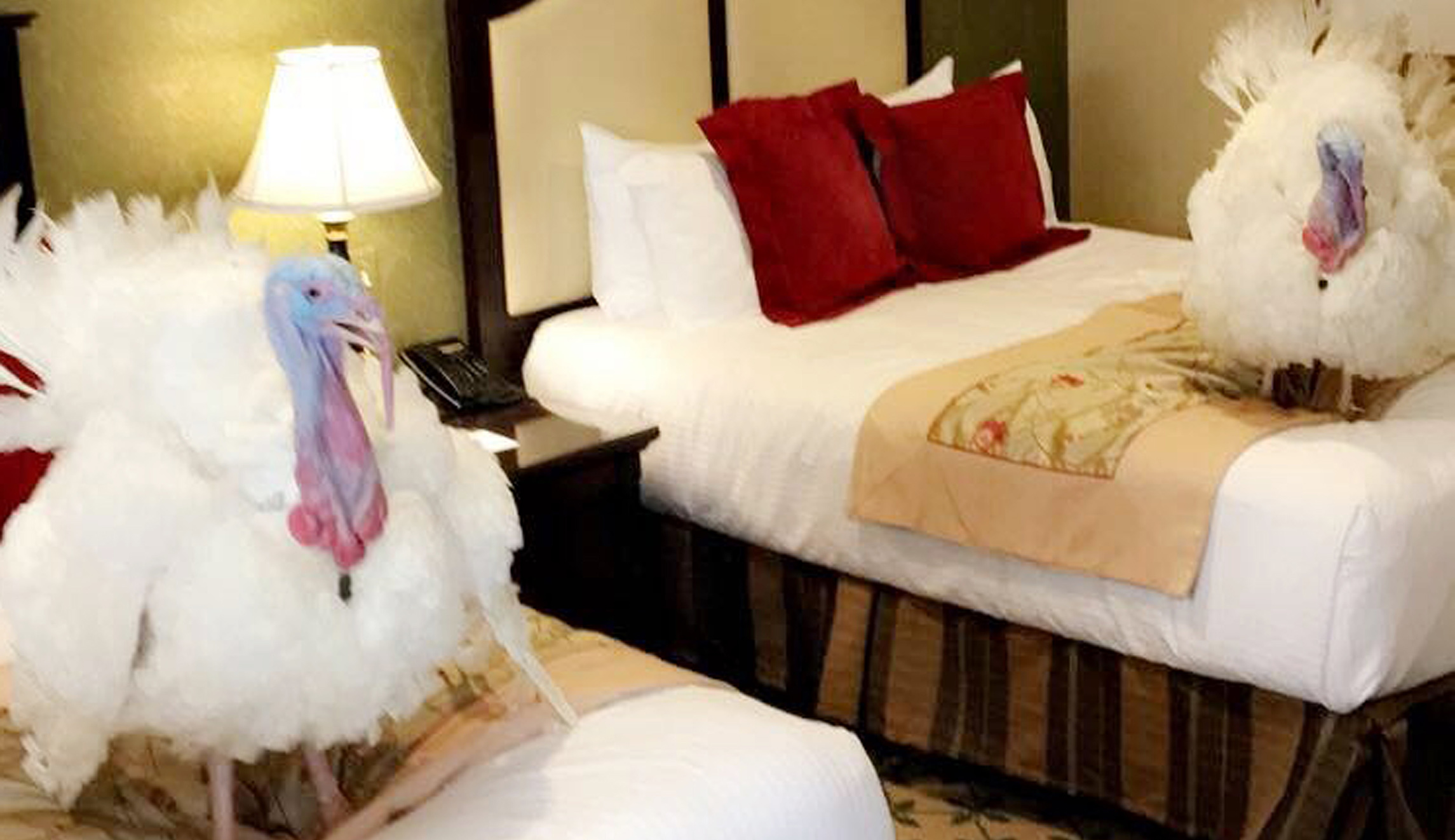 Drumstick the turkey wins a presidential pardon over Wishbone