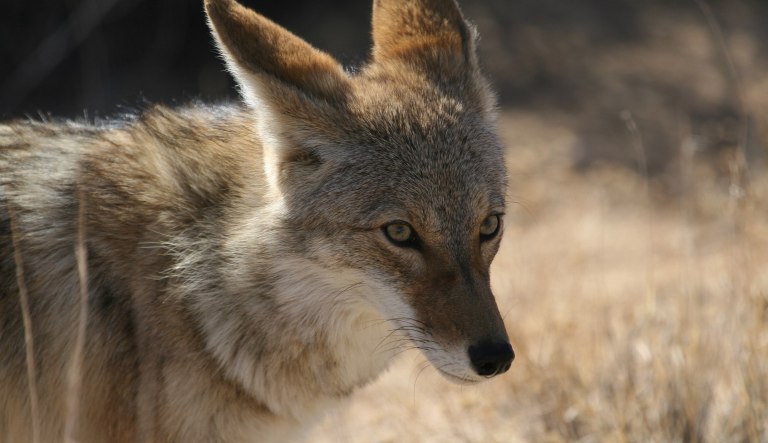 A coyote is pictured in Joshua Tree National Park.