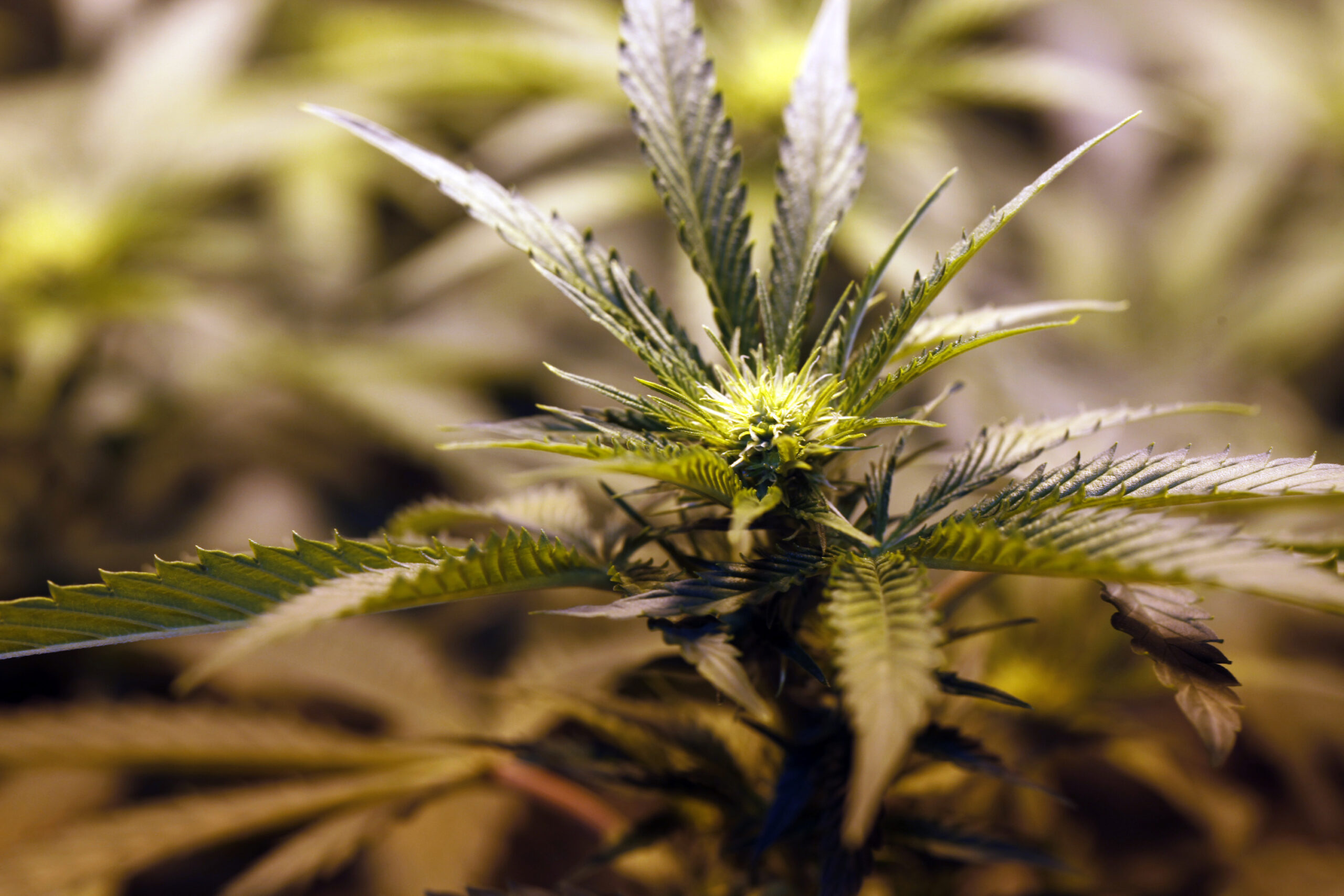 Colorado task force ponders how to tax legal pot