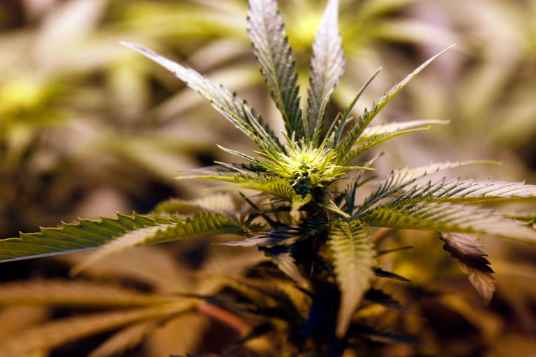 FILE -- This Sept. 2, 2012 photo shows marijuana growing in a grow house in Denver. Pot smokers in Colorado were the biggest winners in the vote that legalized the drug. Now state regulators are working out the details of exactly how to tax it, so the benefits are shared statewide in the form of increased revenue. A state panel meets Thursday to draft final recommendations based on the voter-approved marijuana legalization question that asked for excise taxes up to 15 percent to fund school construction.(AP Photo/Ed Andrieski)