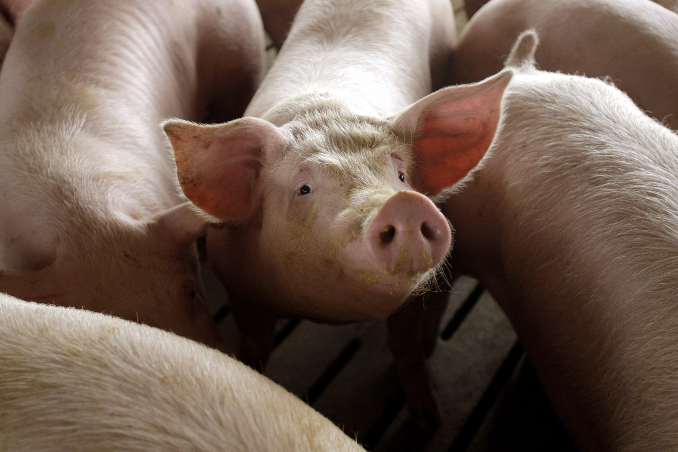 FDA pulls pig drug due to cancer risk