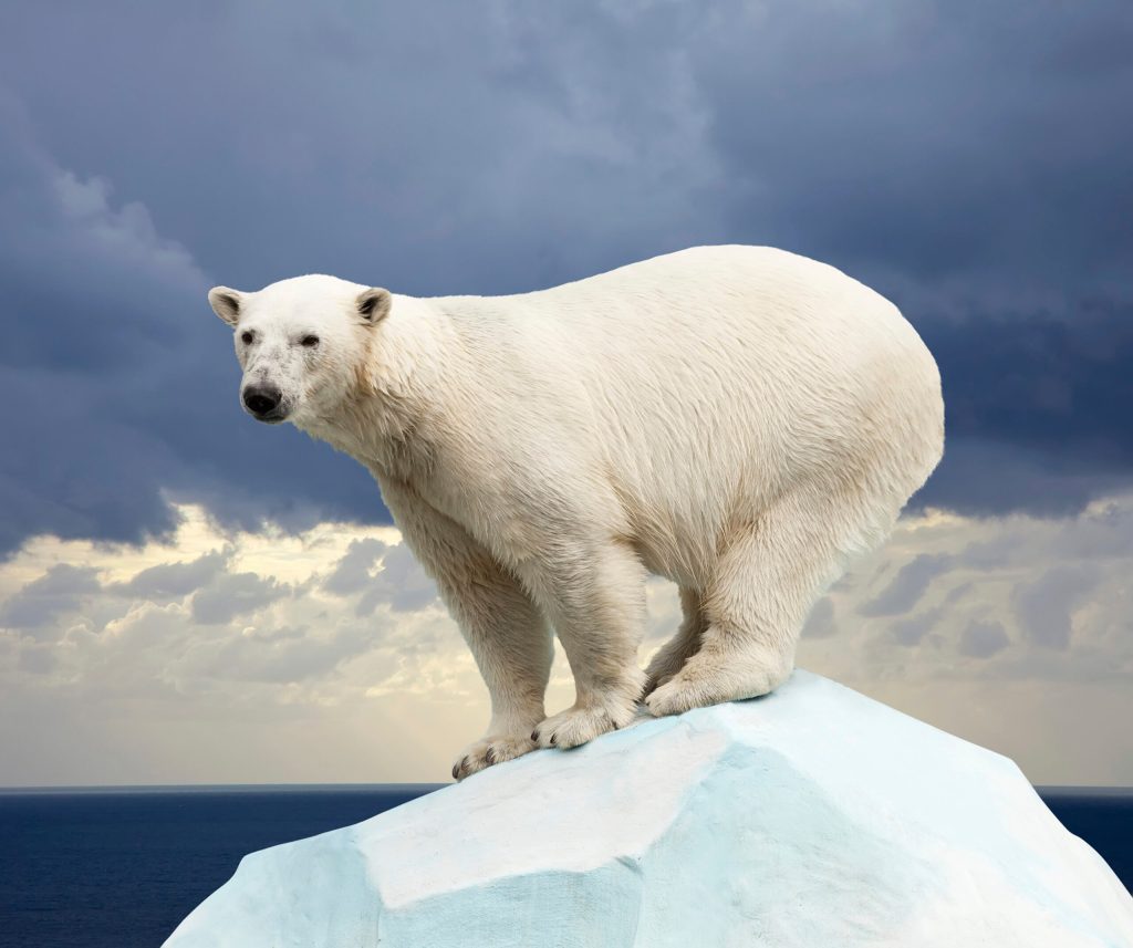 UPDATED: Energy group’s ESA report ‘incredibly inaccurate,’ environmentalists counter