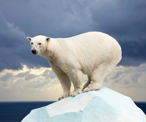 UPDATED: Energy group’s ESA report ‘incredibly inaccurate,’ environmentalists counter
