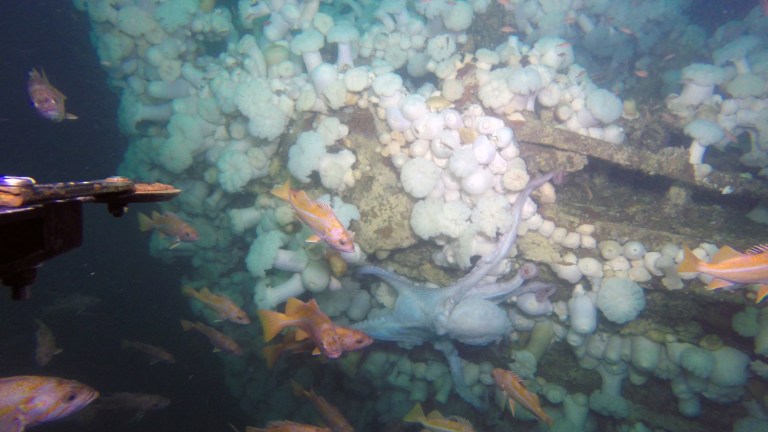In this Friday, Sept. 12, 2014 photo provided by the National Oceanic and Atmospheric Administration, an octopus swims by a mystery tugboat that was found by the NOAA research vessel Fulmar off the California coast. Federal researchers are exploring more than a dozen underwater sites where they believe ships sank in the treacherous waters outside the Golden Gate in the decades following the Gold Rush. During a five-day expedition, a team from NOAA used sonar and an underwater vehicle to examine and photograph the historic shipwrecks in the Gulf of the Farallones Marine Sanctuary, where more than 300 vessels are believed to have sunk. (AP Photo/NOAA)