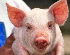 D.C. Insiders Live It Up at Taxpayer-Funded Pork Party House