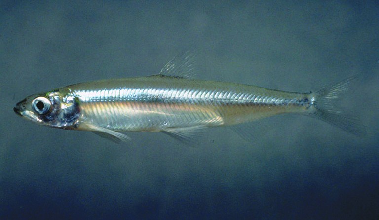 The five-centimeter-long Delta smelt was listed as threatened under the California Endangered Species Act in 1993. Since then, environmentalists have used the fish to drain millions of gallons of water from farms in California's Central Valley. (Photo: B. Moose Peterson/U.S. Fish and Wildlife Service)