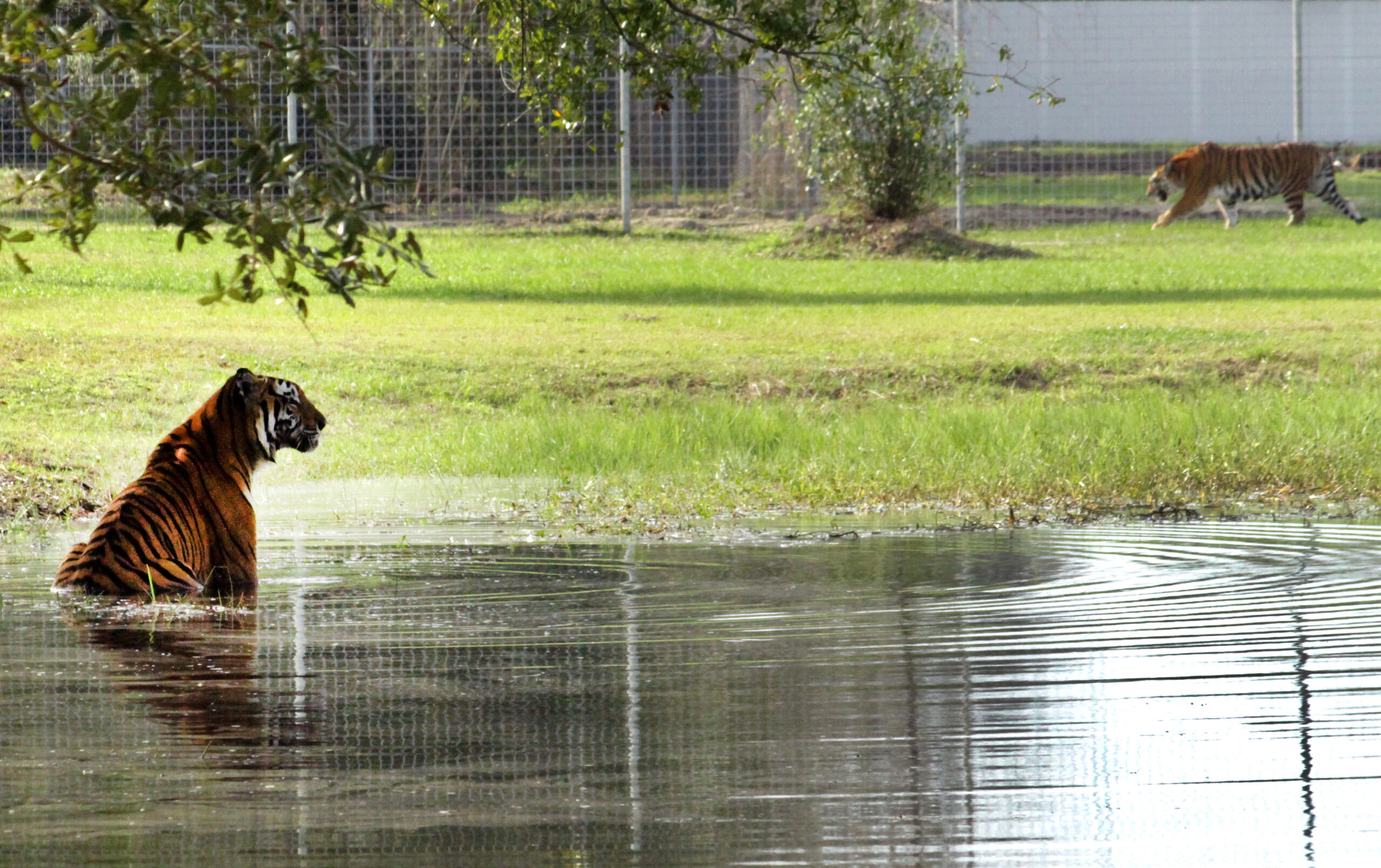 Crowdfunding gives a leg up to animal projects