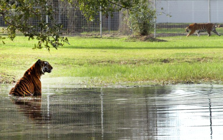 Crowdfunding gives a leg up to animal projects