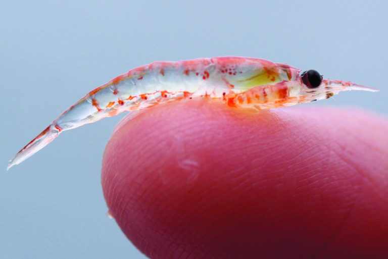In this July 19, 2010 photo released by PRBO/NOAA, shown is a closeup of krill taken in the Gulf of the Farallones National Marine Sanctuary on an ACCESS Ãcruise off the Northern California coast. Whales, including endangered blue whales and humpbacks, have been feeding off plentiful krill off the coast in record numbers in recent years, colliding with large ships coming in and out of San Francisco Bay at higher-than-usual rates. After a two-year study spurred by this spike in whale strikes, federal regulators and the commercial shipping industry have agreed to redirect ship traffic coming out of the bay, and make others slow down when whales are present. (AP Photo/PRBO/NOAA, Sophie Webb)