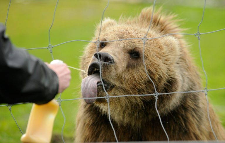 Brown bear transported