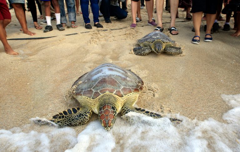 Turtles make their way into the ocean upon their release in Bali, Indonesia, Wednesday, Oct. 8, 2014. More than a thousand baby turtles were released during a campaign to save sea turtles. (AP Photo/Firdia Lisnawati)