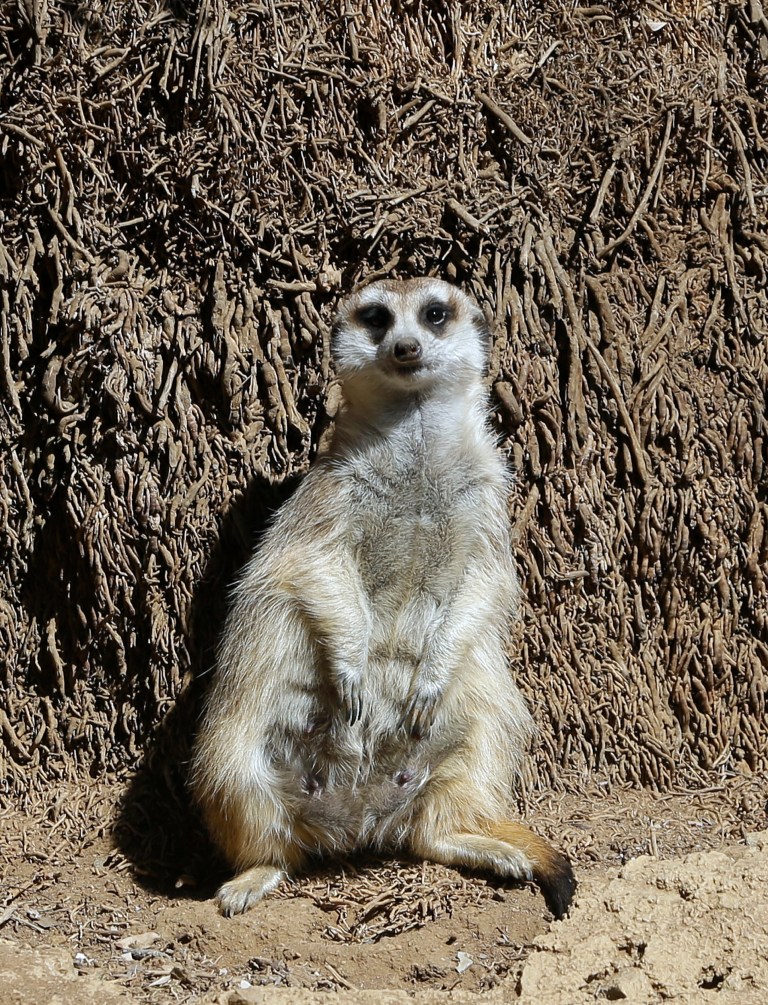 Meerkat Manor leans against a tree trunk in an enclosure at the Pretoria Zoo, South Africa, Wednesday, Aug. 13, 2014. One of the most captivating sights of African wildlife is that of sharp-eyed meerkats standing side-by-side on their hindlegs, as though posing for a group photograph. (AP Photo/Themba Hadebe )