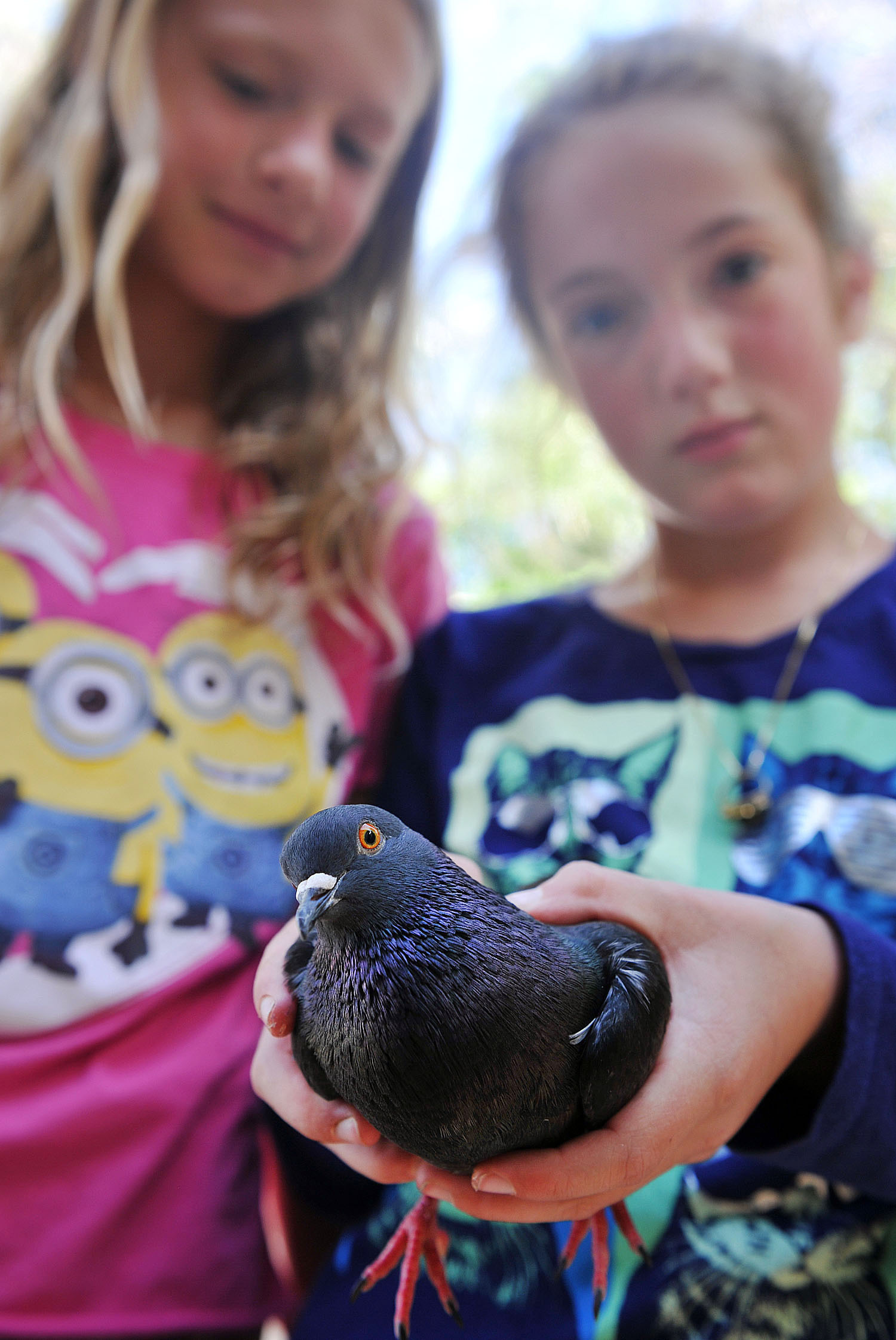 Missing pet pigeon flies to school of young owner