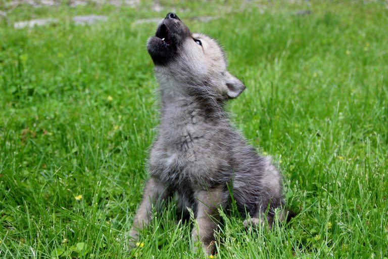 In this May 21, 2014 photo provided by the Wolf Conservation Center, Nikai, a baby wolf, is seen in mid-howl at the Wolf Conservation Center in South Salem, N.Y.  Born in April, Nikai will make his debut to the public in early June. (AP Photo/Wolf Conservation Center, Rebecca Bose)