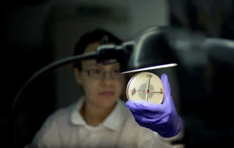 A microbiologist reads a plate.