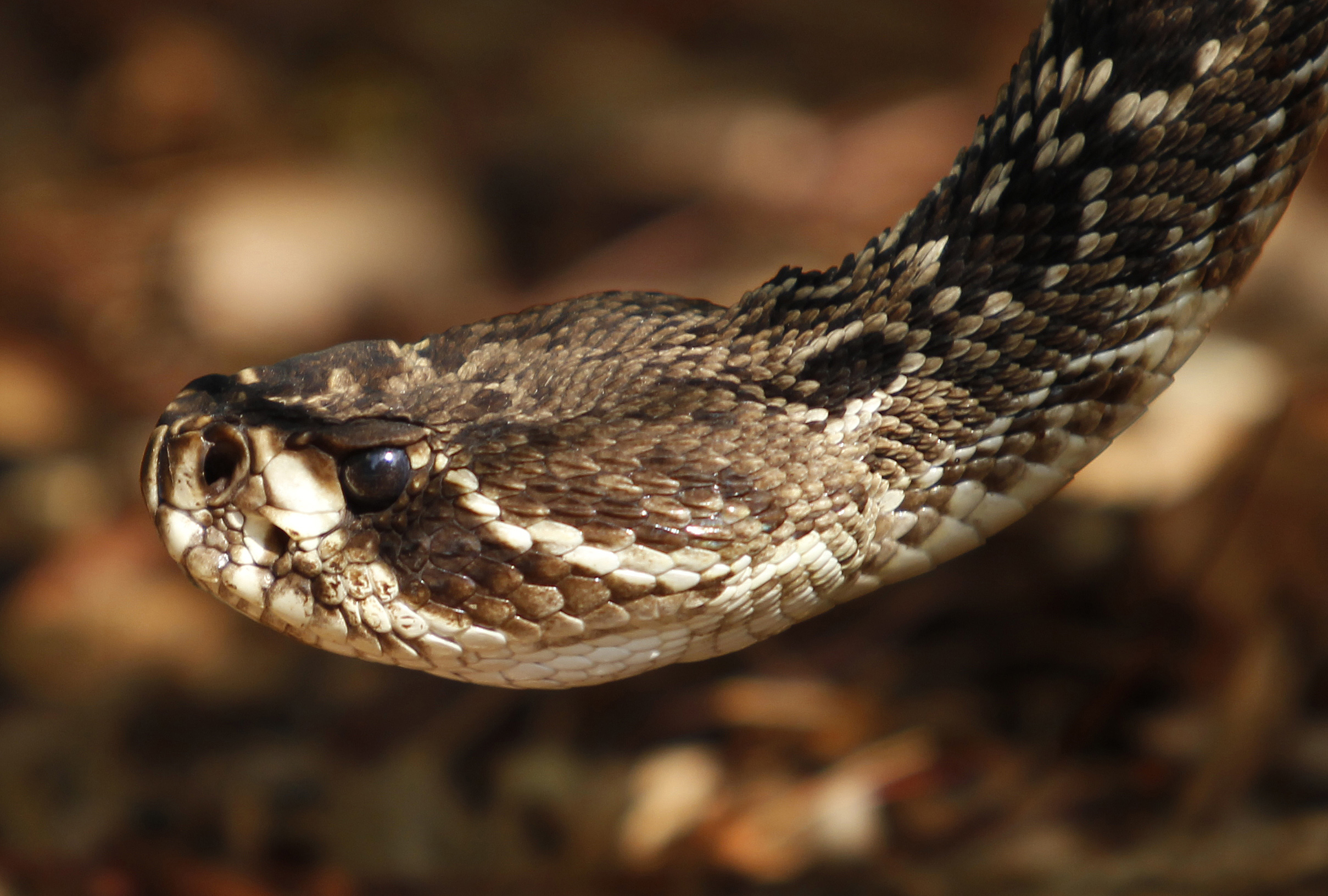 Greens pressure Obama to list endangered species