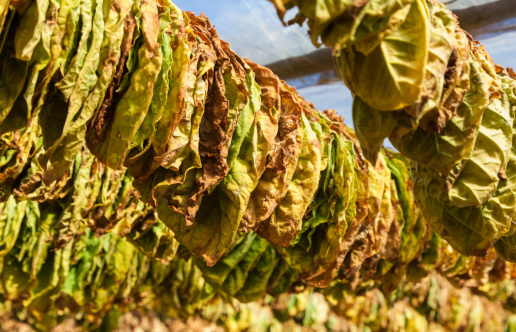 Last tobacco buyout payment lowered due to spending cuts